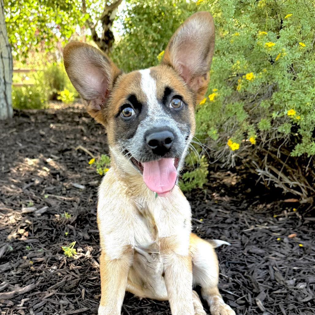 Ralphie, a Adoptable Mixed Breed in Park City, UT image 2/6