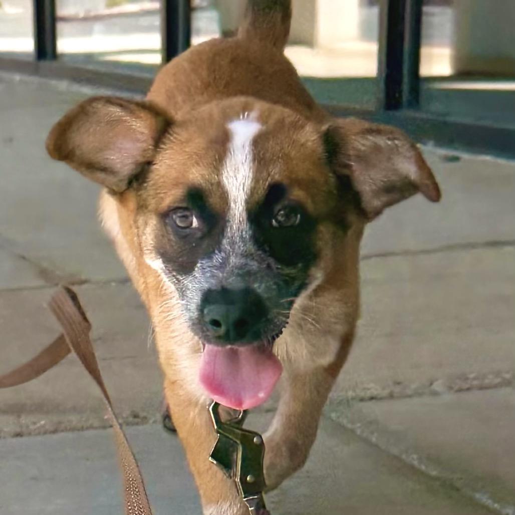 Ralphie, a Adoptable Mixed Breed in Park City, UT image 3/6