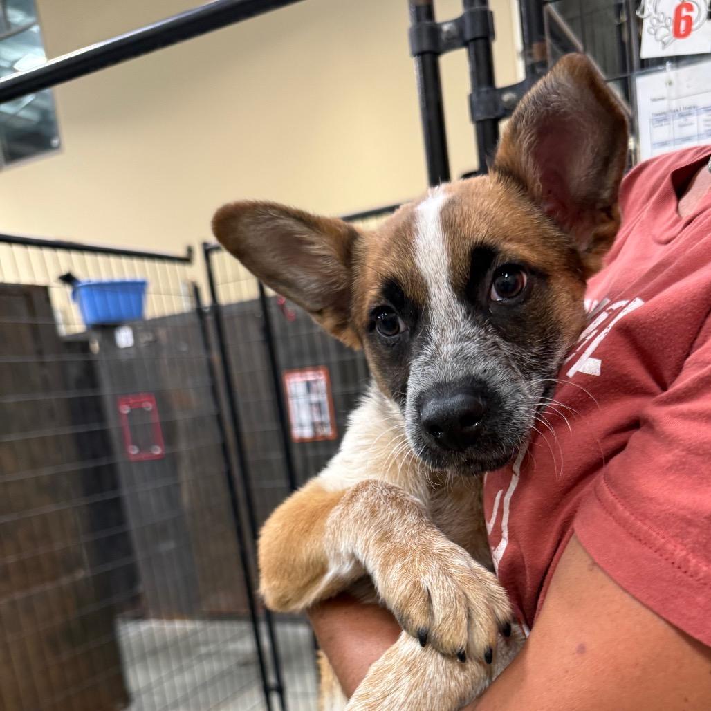 Ralphie, a Adoptable Mixed Breed in Park City, UT image 5/6