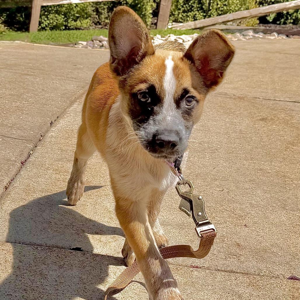 Ralphie, a Adoptable Mixed Breed in Park City, UT image 6/6