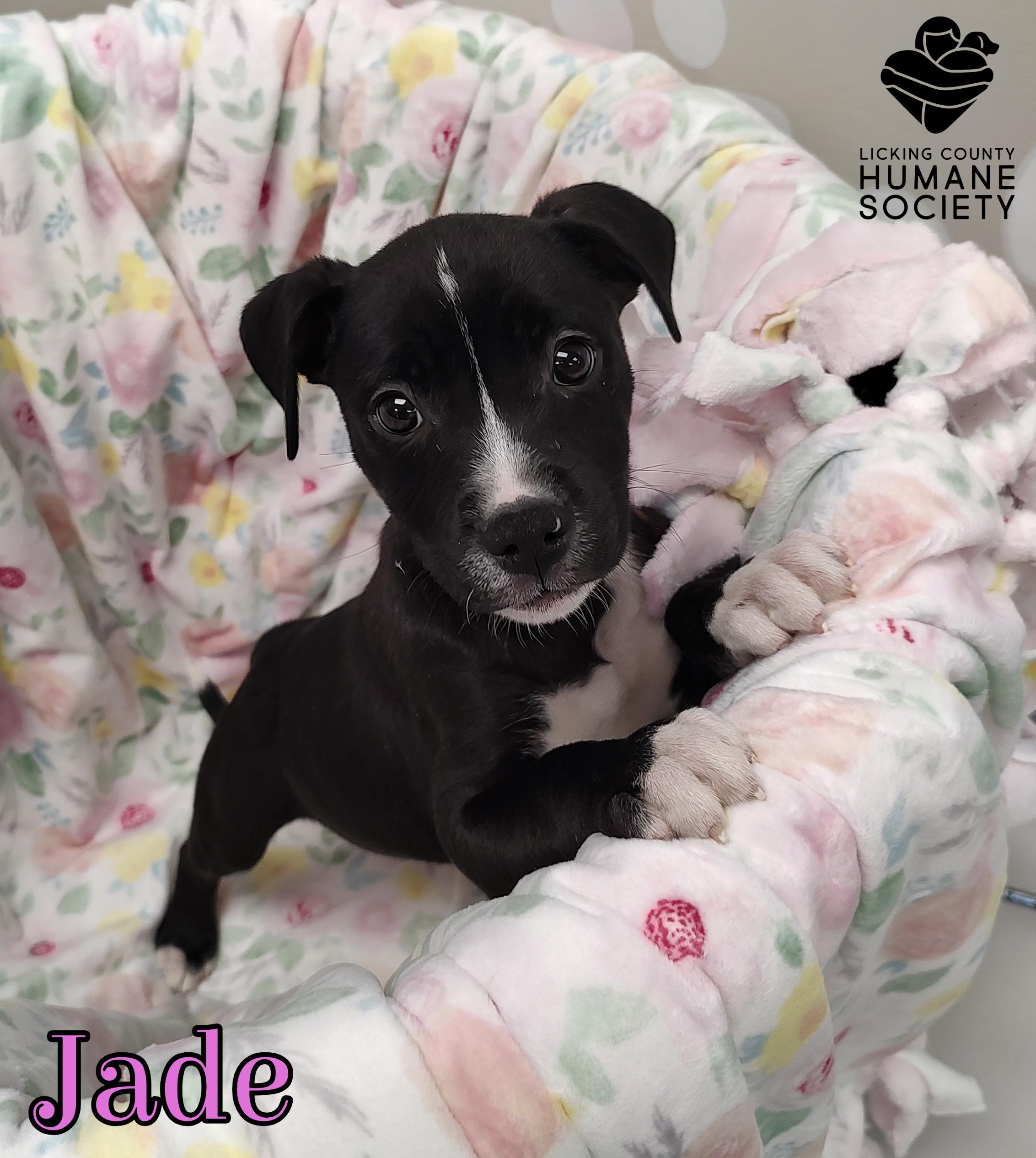 Jade, ADOPTABLE, Puppy Female Pit Bull Terrier.