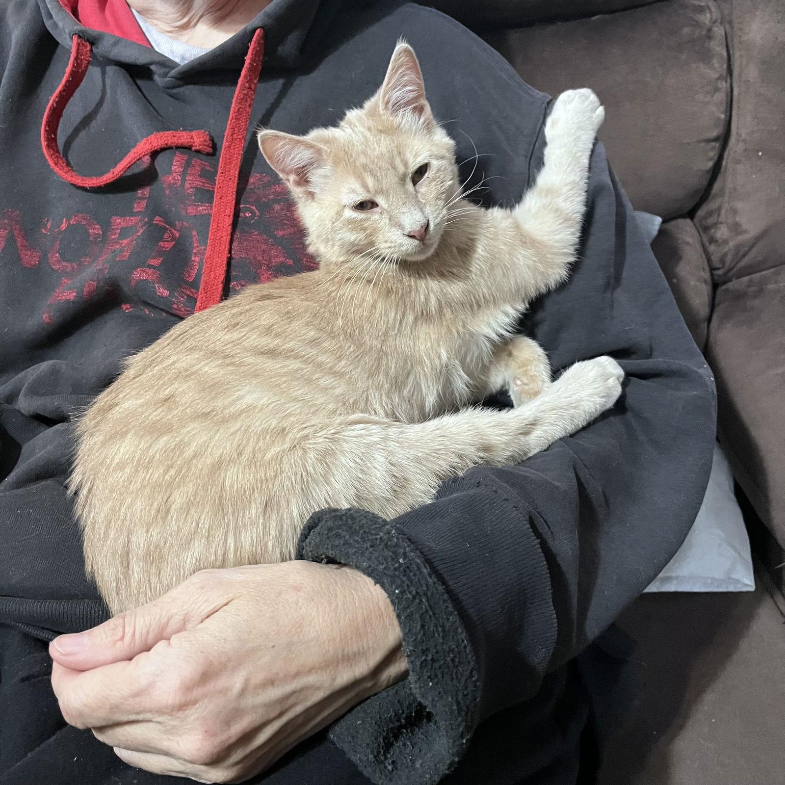 Hobbiton, Adoptable, Young Male Domestic Medium Hair.