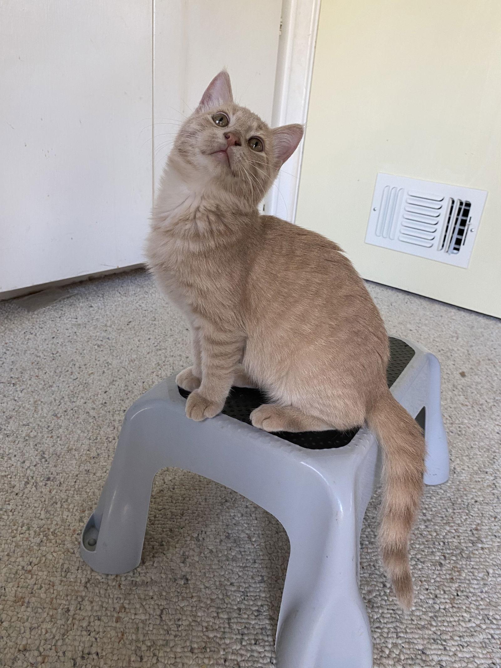 Enlarge Hobbiton, a Adoptable Domestic Medium Hair in McKinney, TX image 2/2