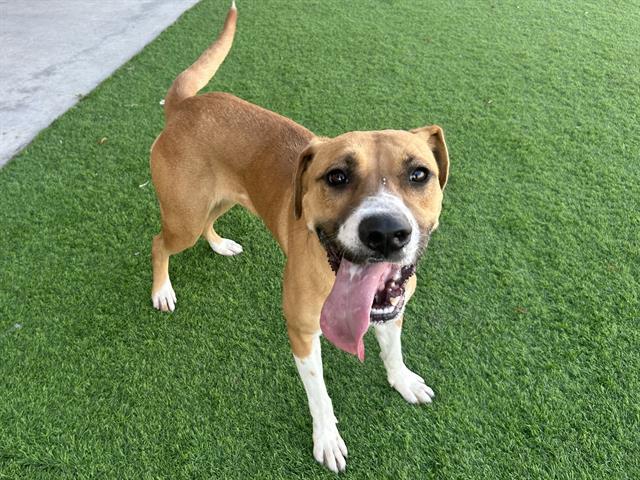 Enlarge DRUMSTICK, a Adoptable mixed breed in Grand Prairie, TX image 1/1