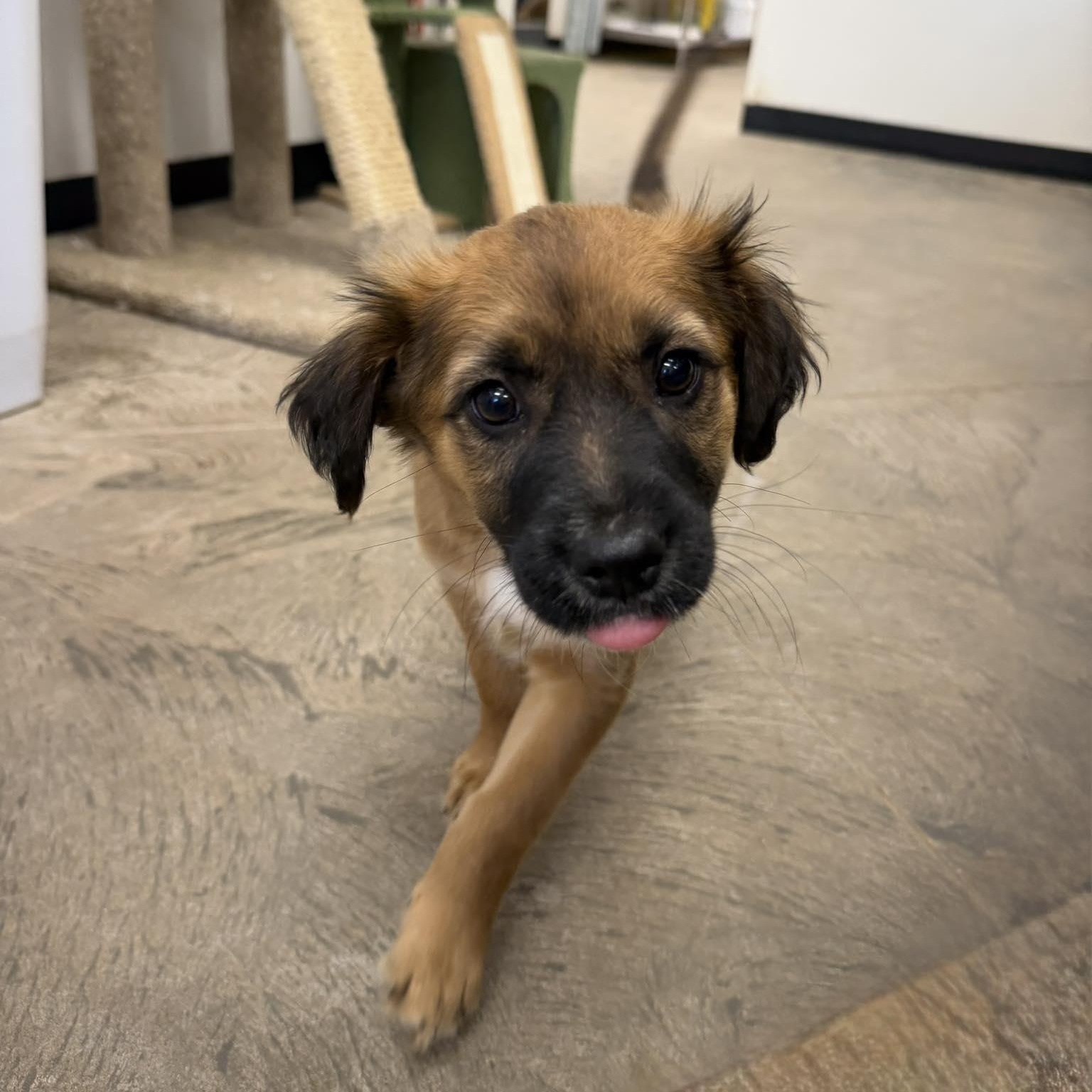 Enlarge Archie, a ADOPTABLE mixed breed in Roosevelt, UT image 4/4
