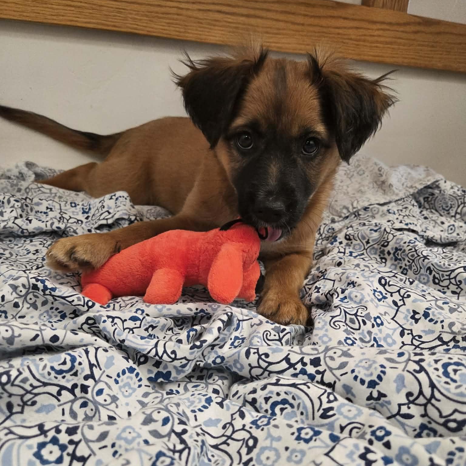 Enlarge Archie, a ADOPTABLE mixed breed in Roosevelt, UT image 1/4