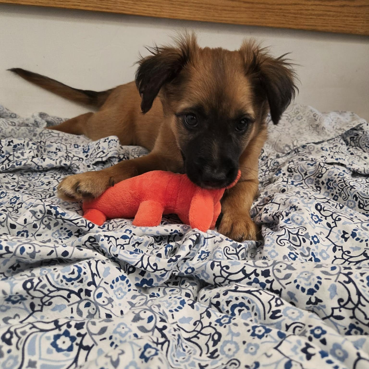 Enlarge Archie, a ADOPTABLE mixed breed in Roosevelt, UT image 3/4