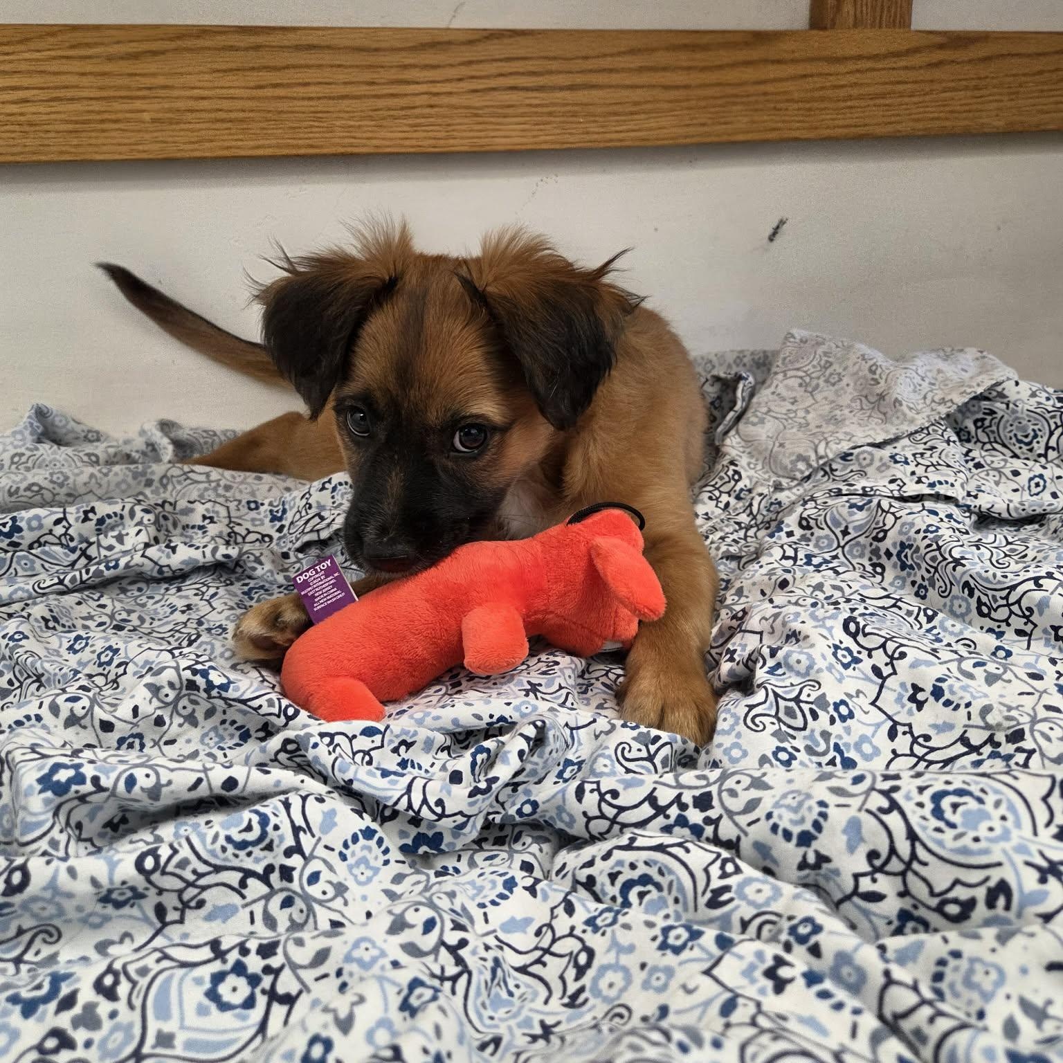 Enlarge Archie, a ADOPTABLE mixed breed in Roosevelt, UT image 2/4