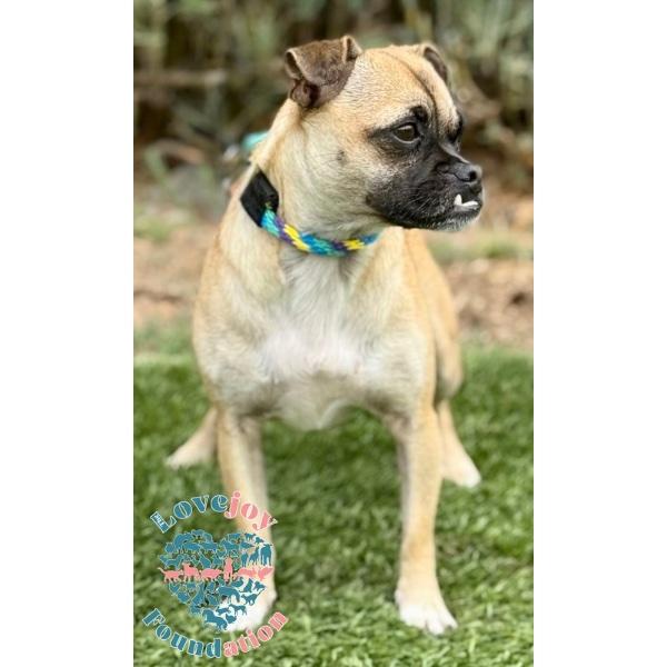 Kern 7 Litter-Sapphire