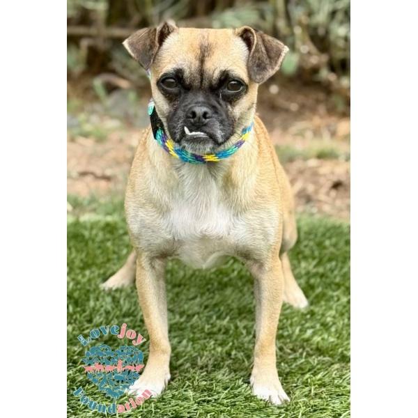 Kern 7 Litter-Sapphire