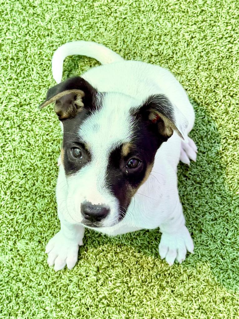 Gabriel Iglesias, Adoptable, Puppy Male Jack Russell Terrier & Mixed Breed.