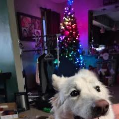 Sasha *Courtesy Listing*, Adoptable, Adult Female Shepherd.