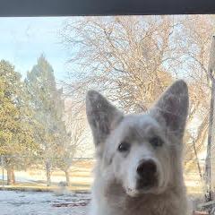 Enlarge Sasha *Courtesy Listing*, a Adoptable Shepherd in Van Horne, IA image 2/2