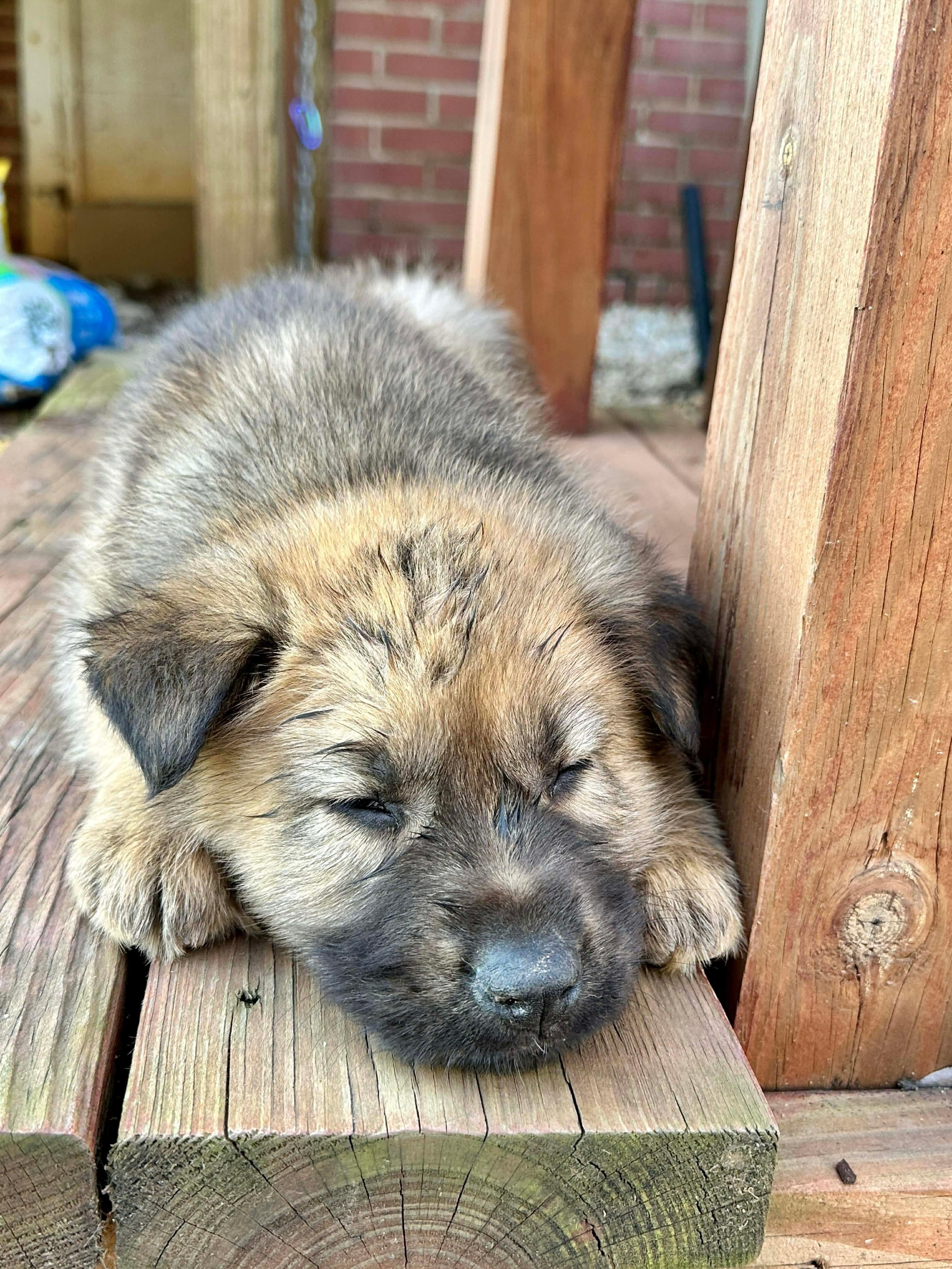 Enlarge Dasher, a Adoptable mixed breed in Kannapolis, NC image 3/3