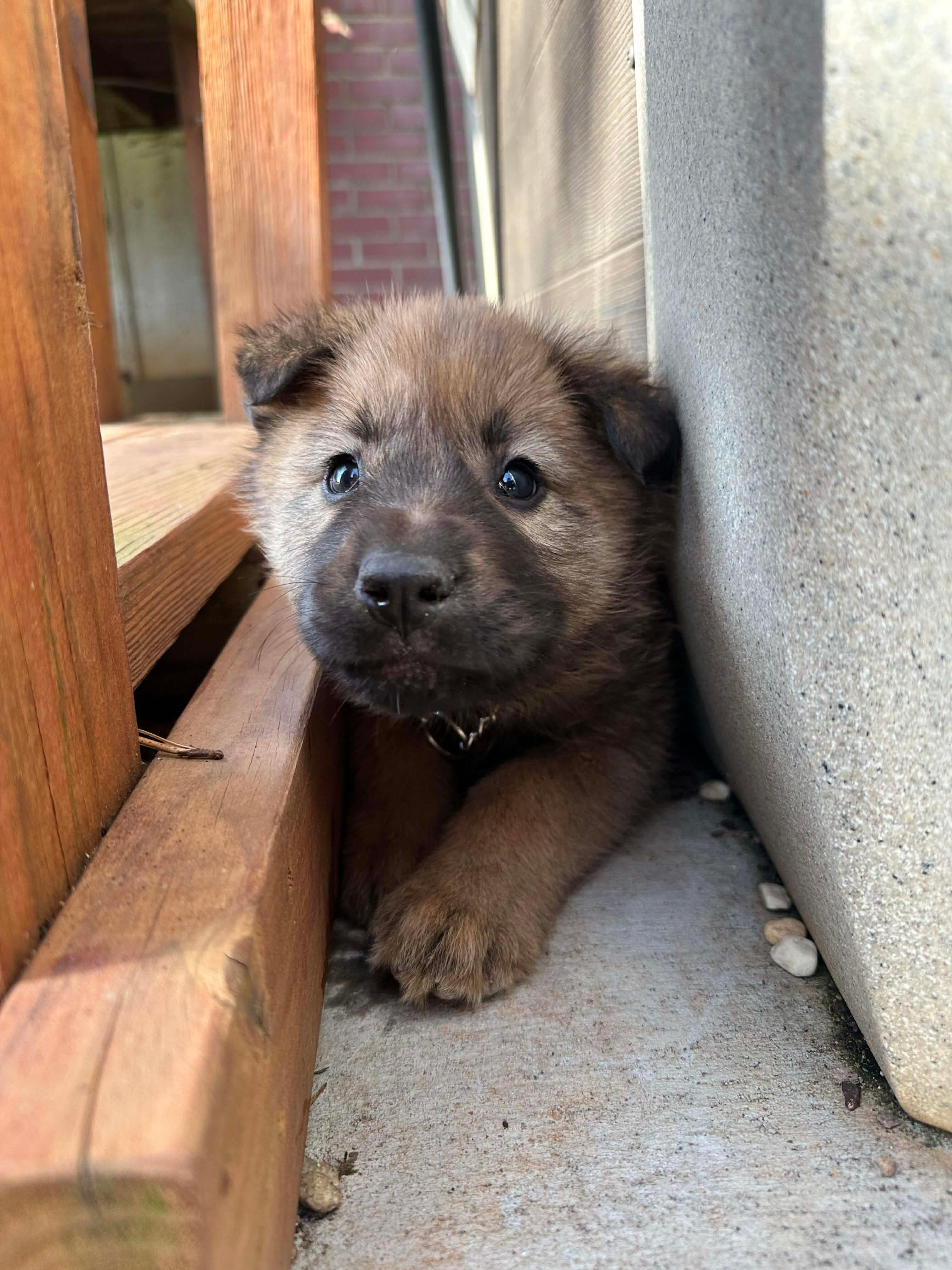 Enlarge Dasher, a Adoptable mixed breed in Kannapolis, NC image 2/3