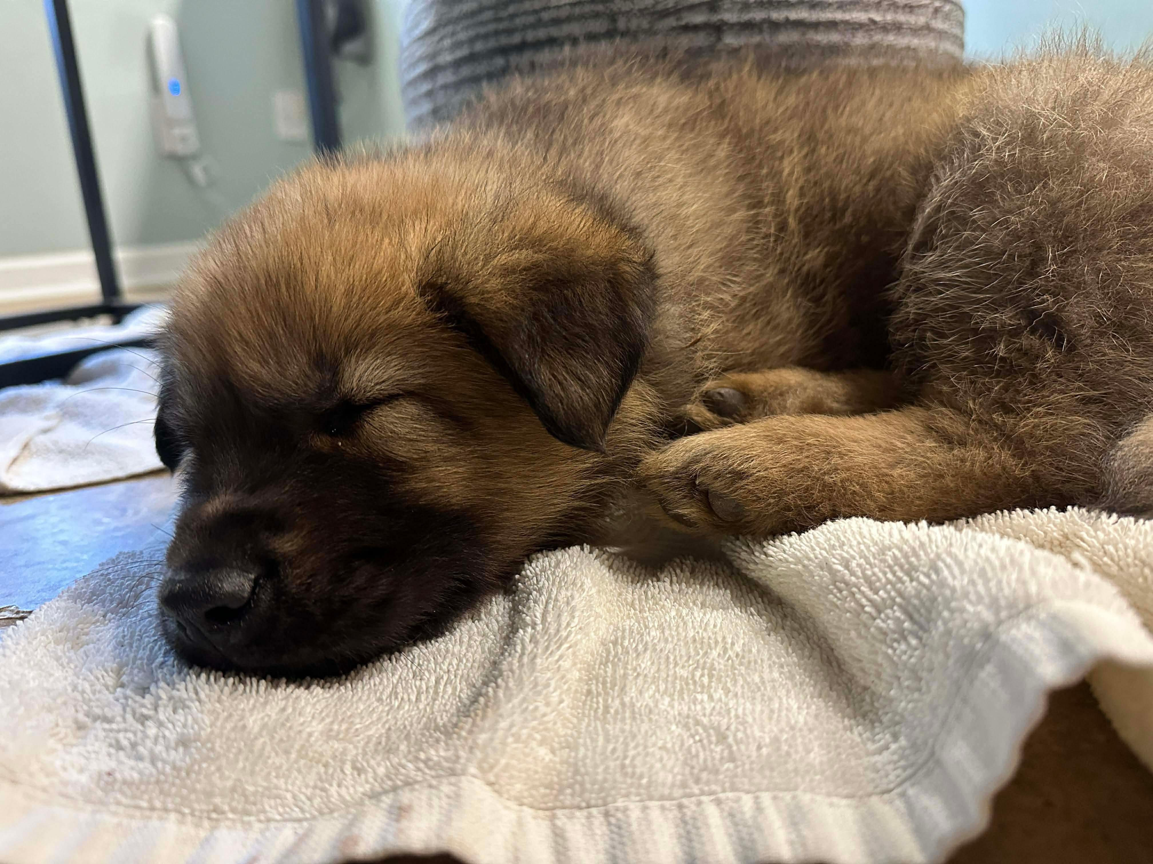 Dasher, Adoptable, Puppy Male Cardigan Welsh Corgi & German Shepherd Dog.