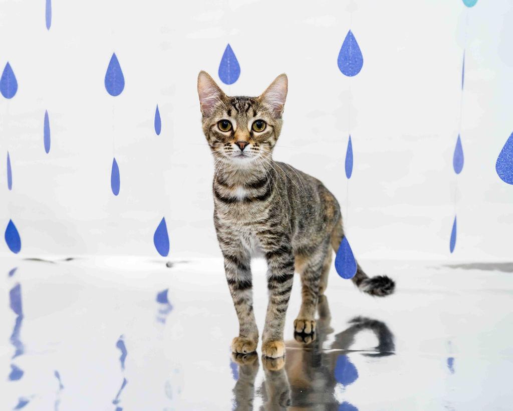 Mistletoe, a Adoptable mixed breed in Jefferson, LA image 4/5