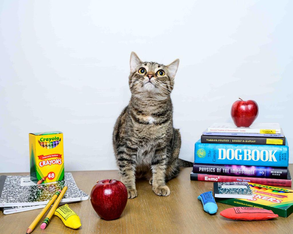 Mistletoe, Adoptable, Young Female Torbie & Domestic Short Hair.