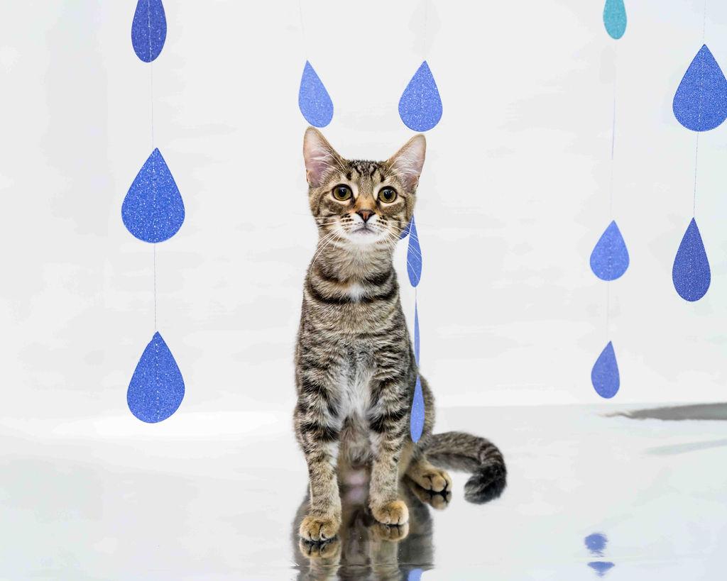 Mistletoe, a Adoptable mixed breed in Jefferson, LA image 3/5