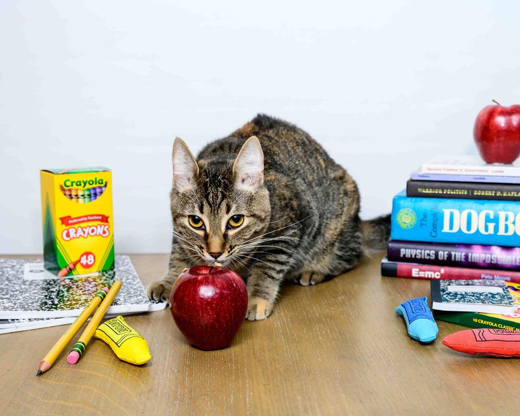 Mistletoe, a Adoptable mixed breed in Jefferson, LA image 2/5