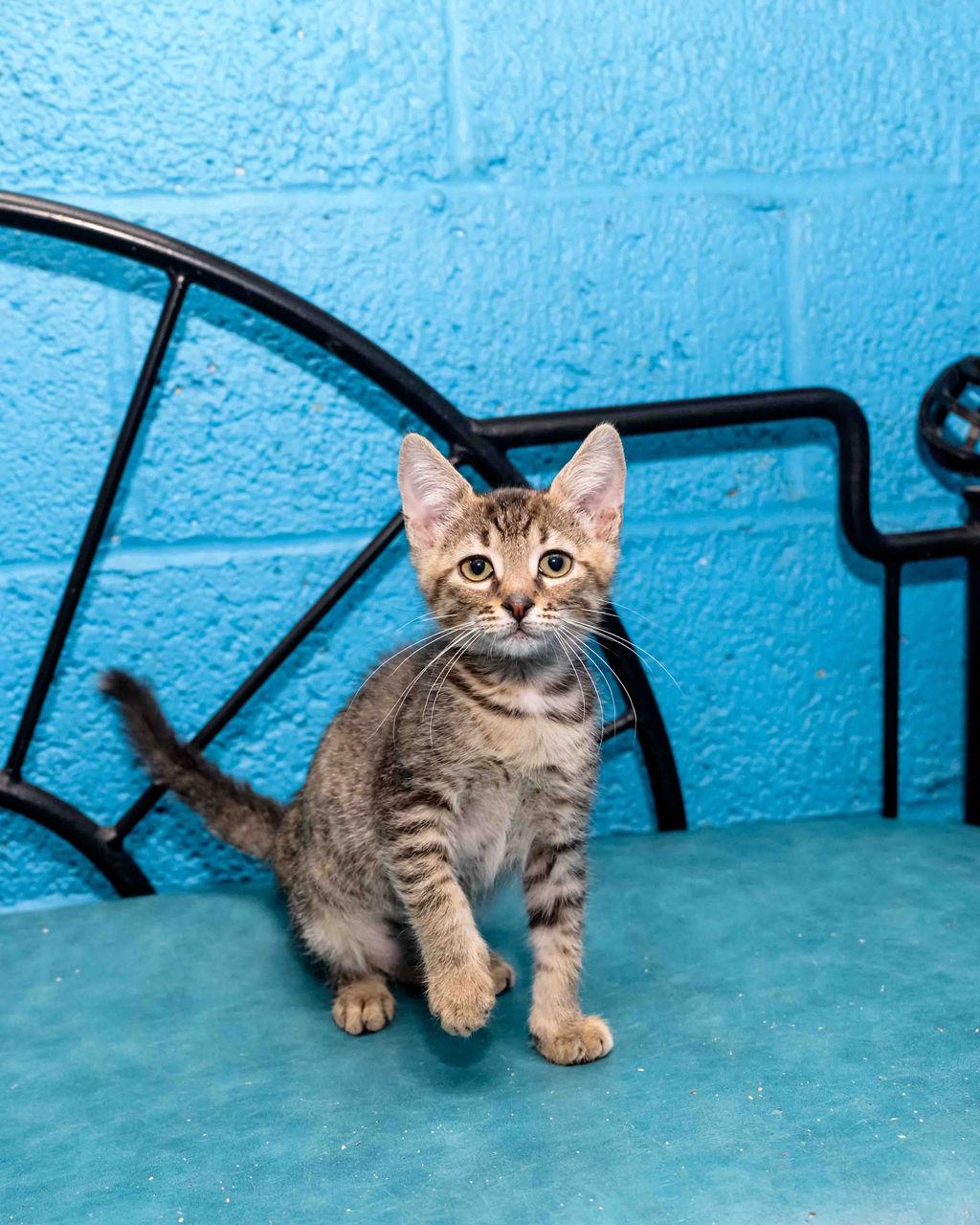 Mistletoe, a Adoptable mixed breed in Jefferson, LA image 5/5