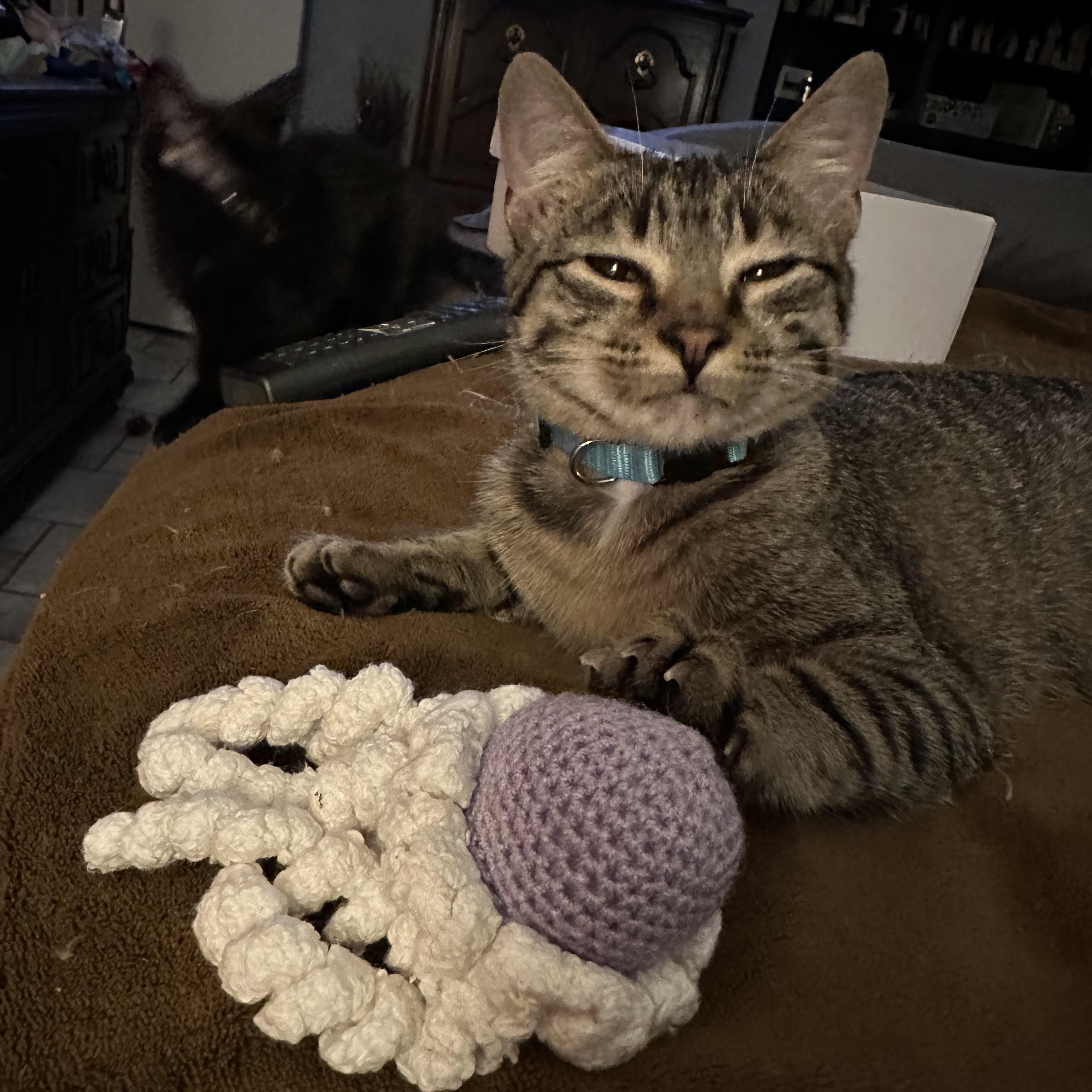 Edward, a ADOPTABLE Tabby in Tuttle, OK image 4/4