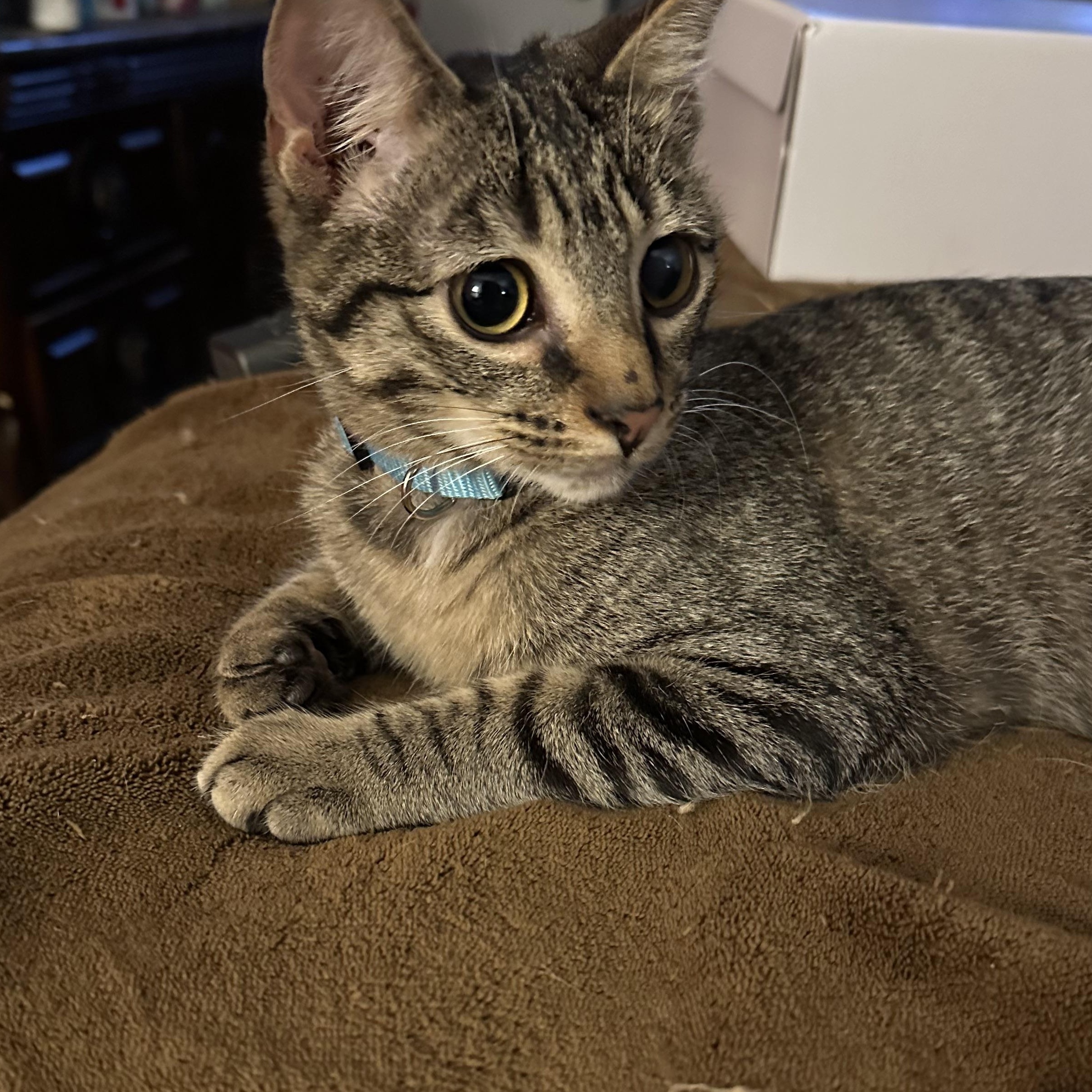Edward, a ADOPTABLE Tabby in Tuttle, OK image 3/4