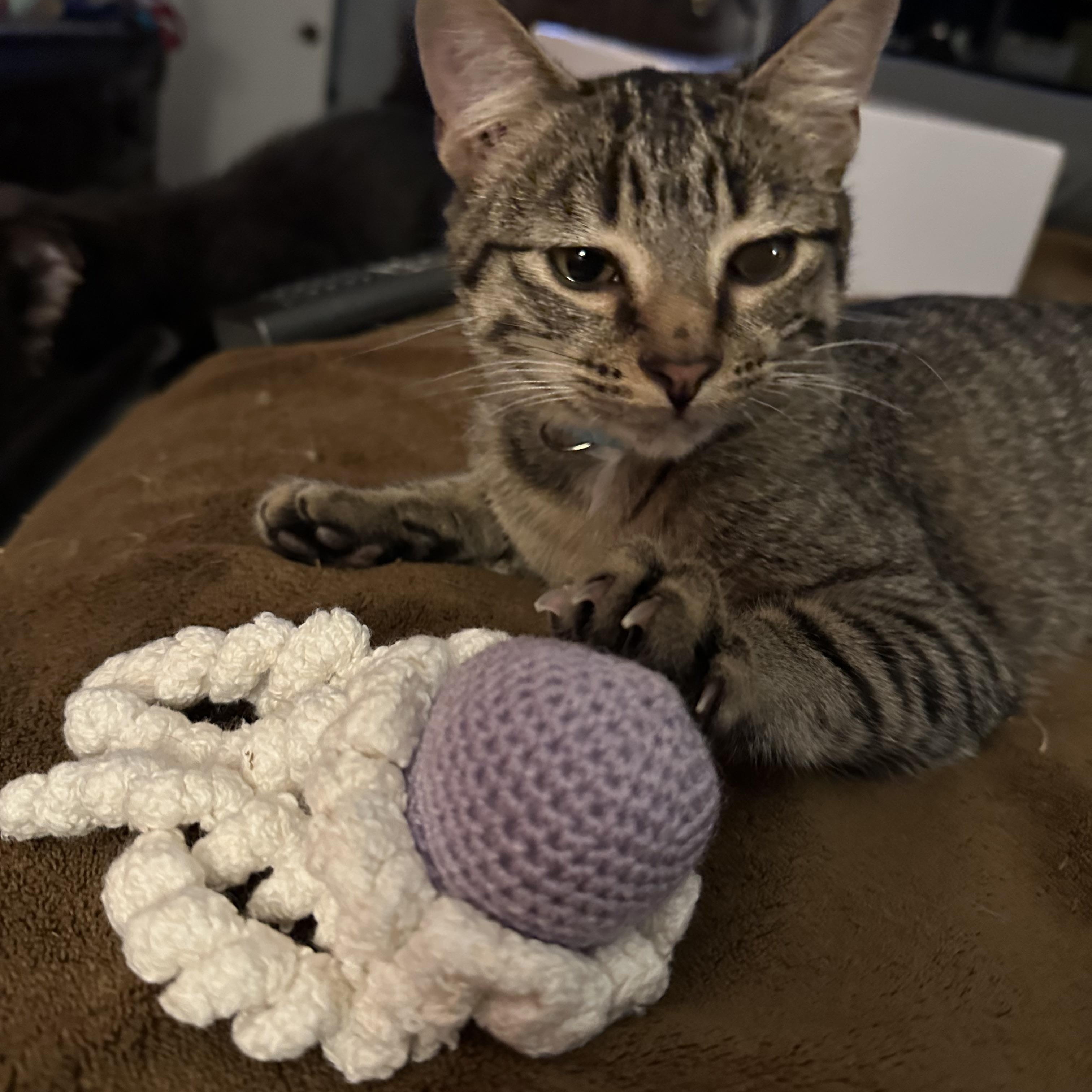 Edward, ADOPTABLE, Young Male Tabby.
