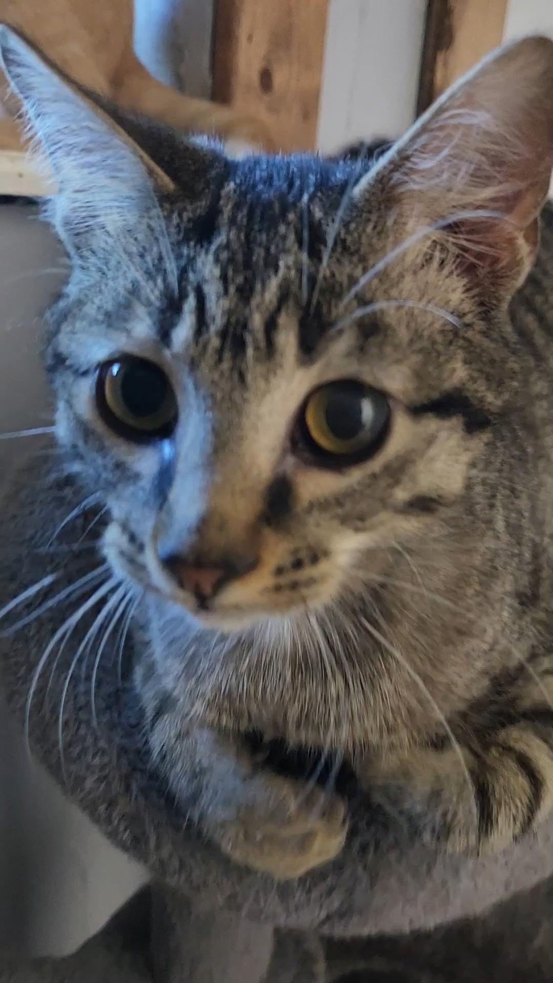 Edward, a ADOPTABLE Tabby in Tuttle, OK image 2/4