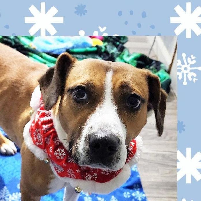 Zara, Adoptable, Young Female Boxer & Boxer.