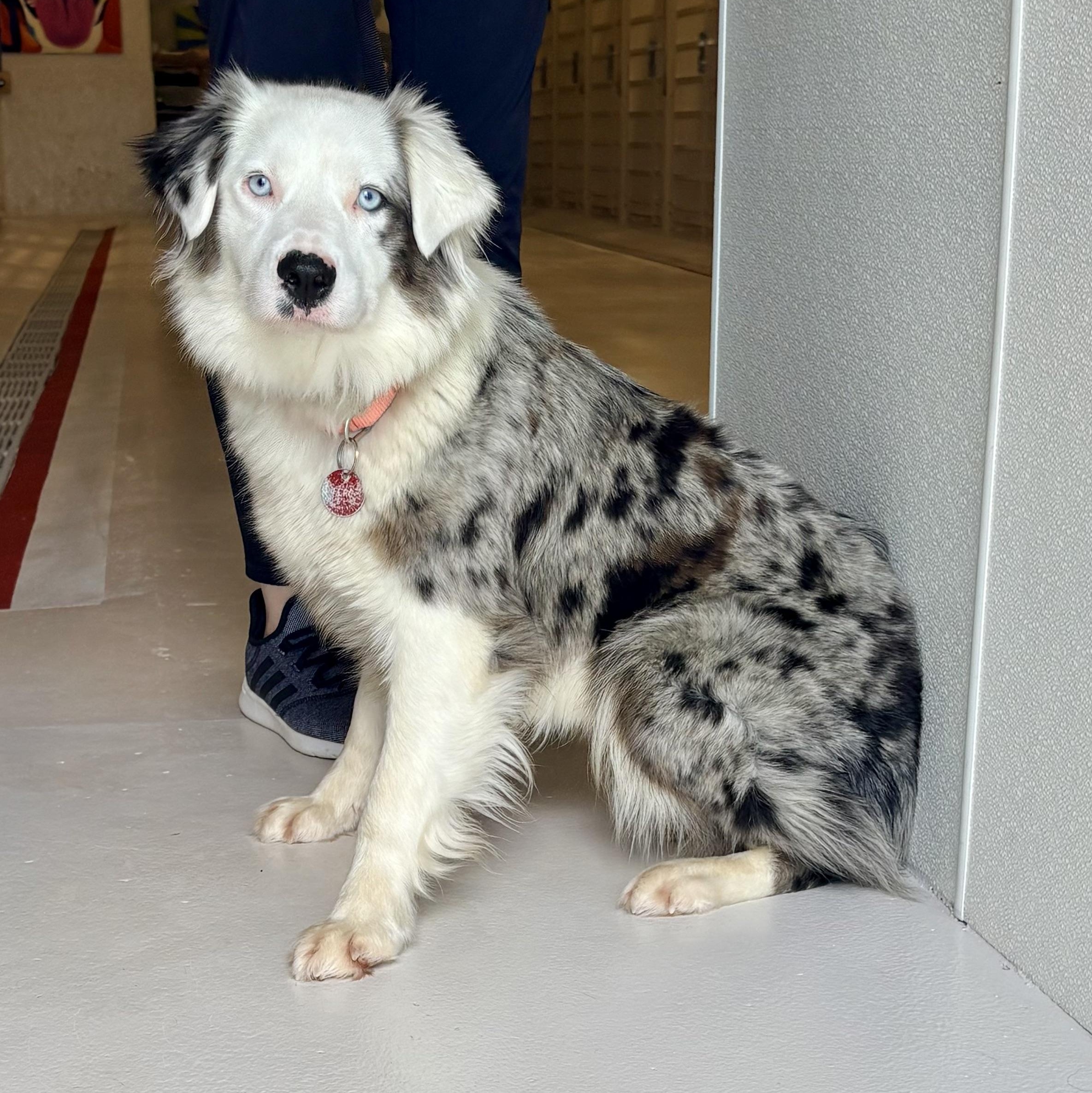 Malia, adopted, Adult Female Australian Shepherd.