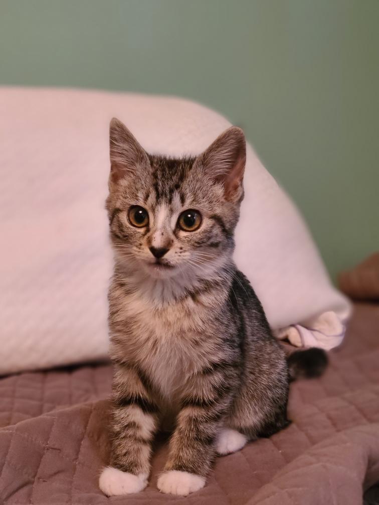 Enlarge Jello, an adopted Domestic Short Hair in Mt Pleasant, SC image 3/3