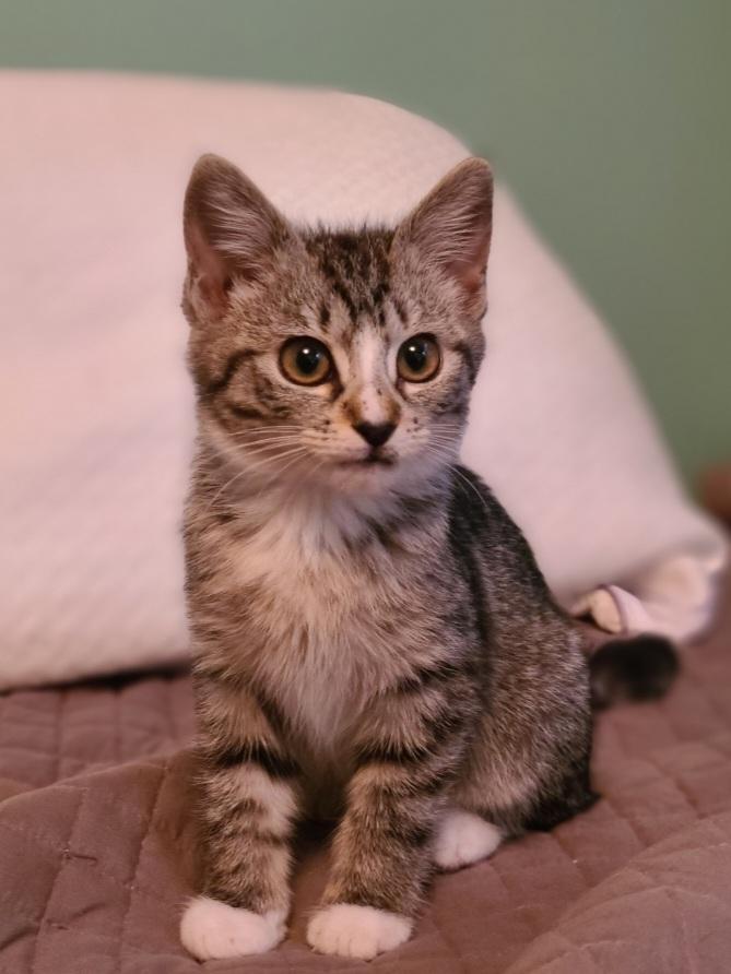 Enlarge Jello, an adopted Domestic Short Hair in Mt Pleasant, SC image 1/3