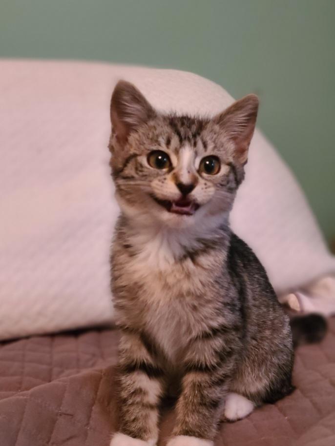 Enlarge Jello, an adopted Domestic Short Hair in Mt Pleasant, SC image 2/3