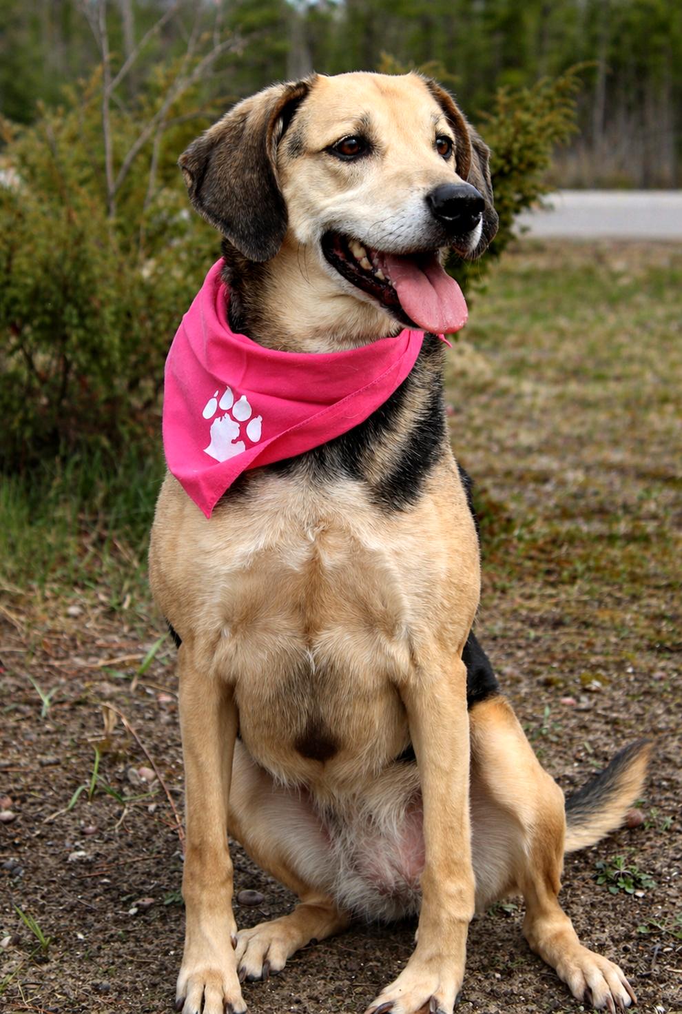 Enlarge Lucy, a ADOPTABLE mixed breed in Cheboygan, MI image 6/6