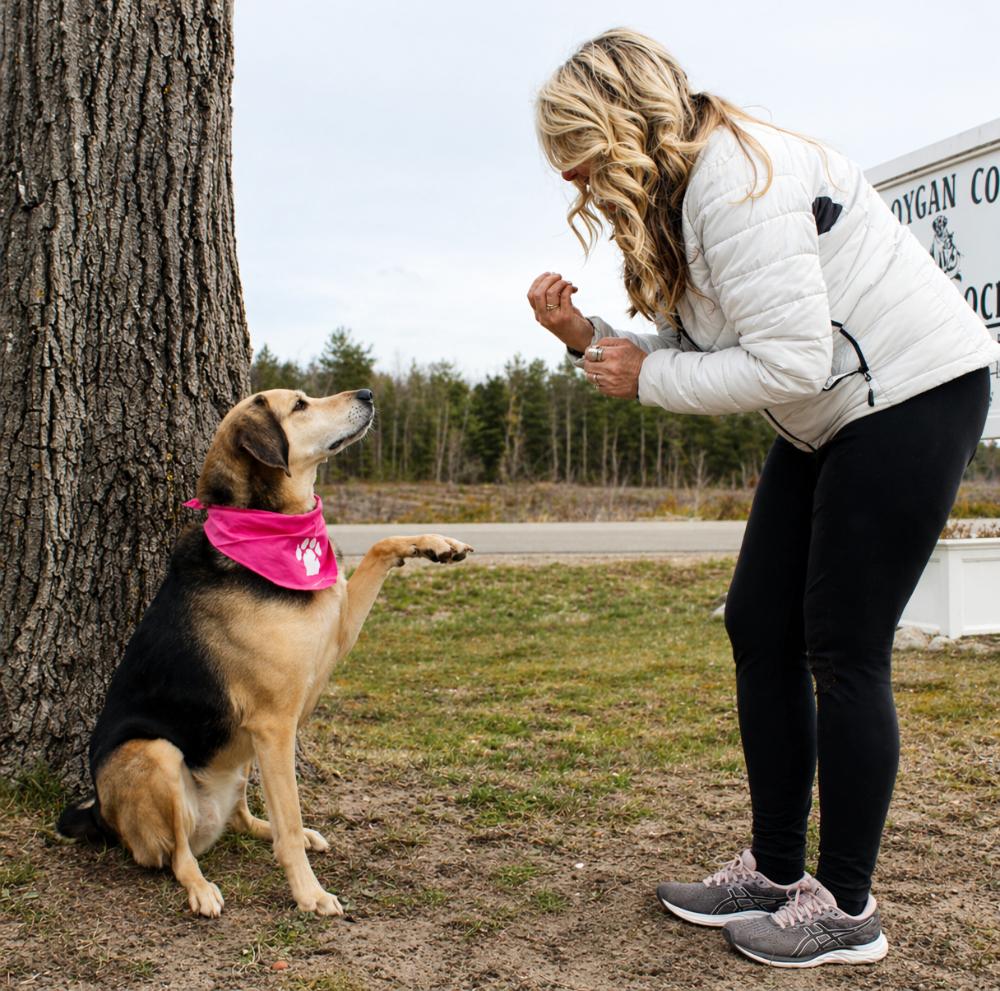 Enlarge Lucy, a ADOPTABLE mixed breed in Cheboygan, MI image 2/6