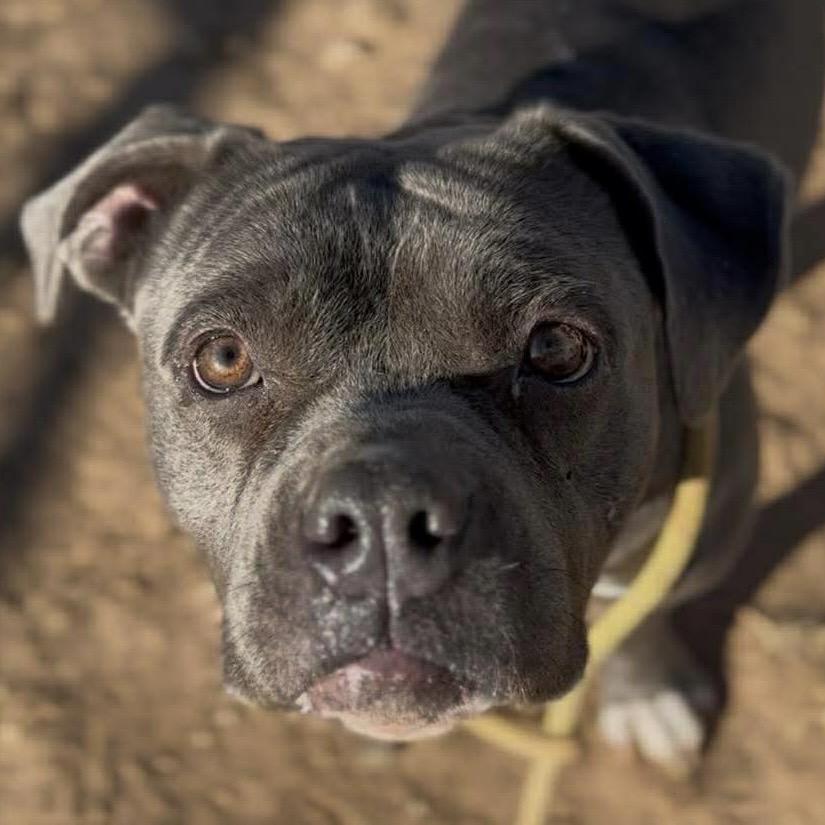 Enlarge Matisyn, a Adoptable American Staffordshire Terrier in Sand Springs, OK image 1/6