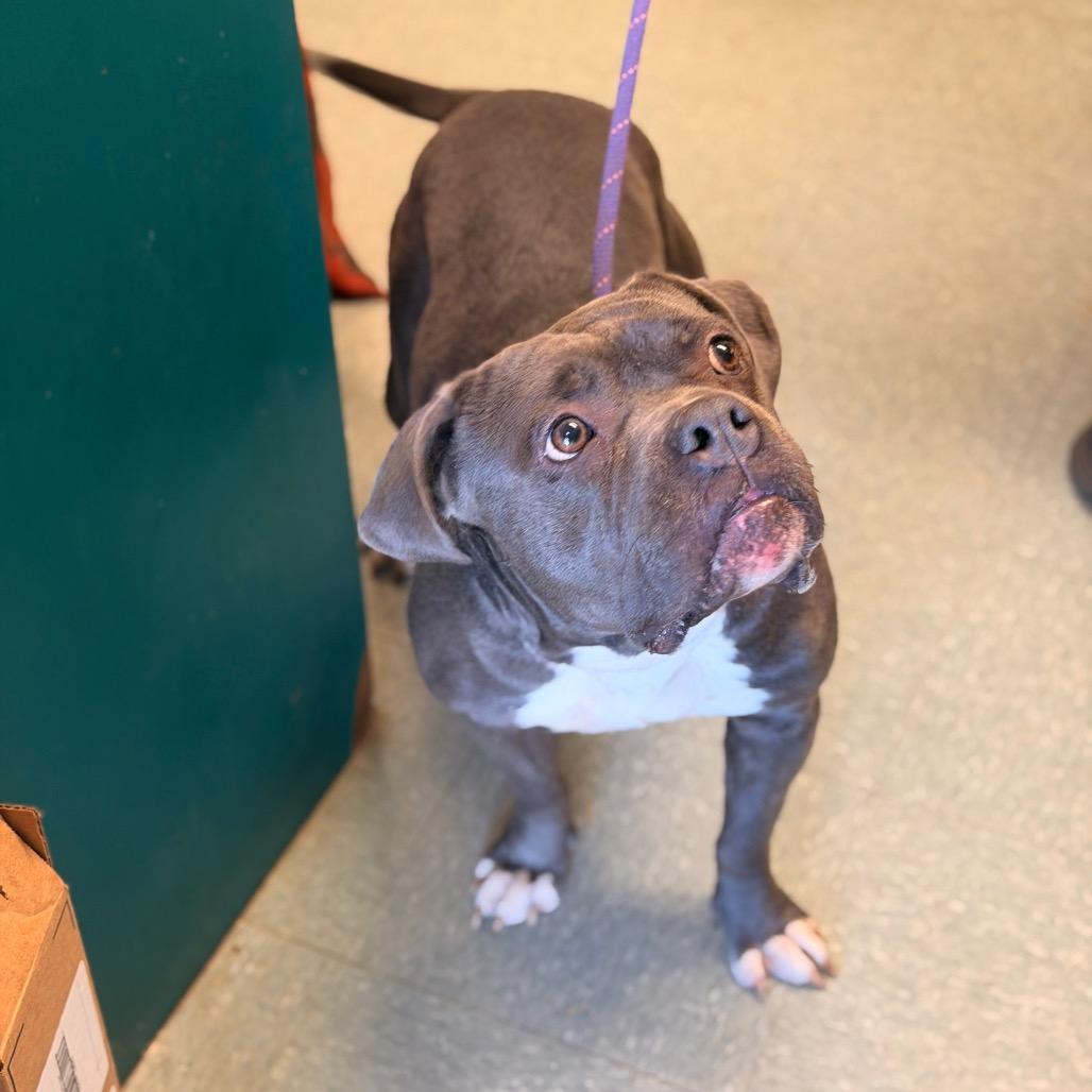 Enlarge Matisyn, a Adoptable American Staffordshire Terrier in Sand Springs, OK image 2/6