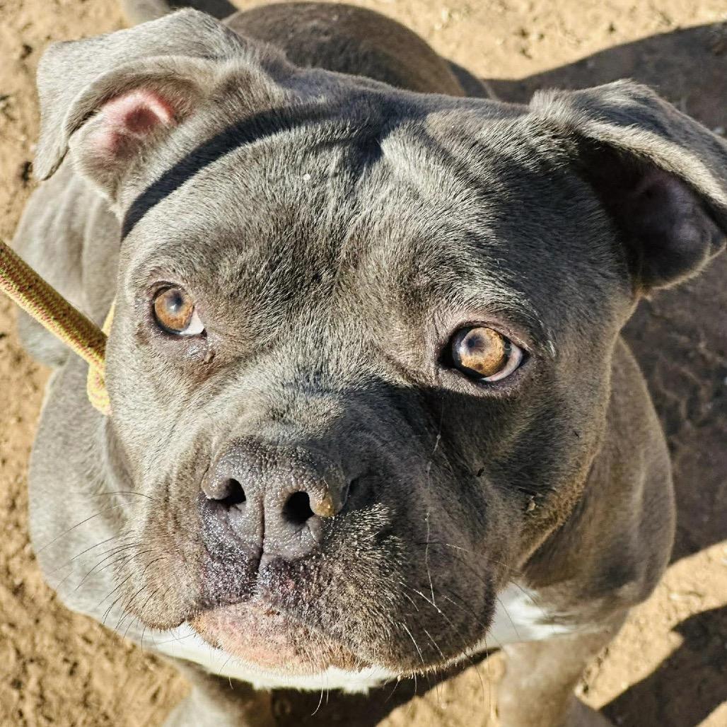 Enlarge Matisyn, a Adoptable American Staffordshire Terrier in Sand Springs, OK image 4/6