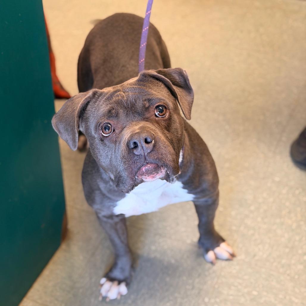 Enlarge Matisyn, a Adoptable American Staffordshire Terrier in Sand Springs, OK image 5/6