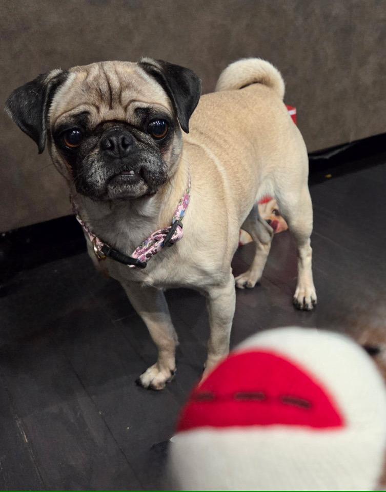 Enlarge Midnight and Moon, a ADOPTABLE Pug in Dunn, NC image 2/4