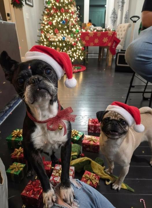 Enlarge Midnight and Moon, a ADOPTABLE Pug in Dunn, NC image 1/4