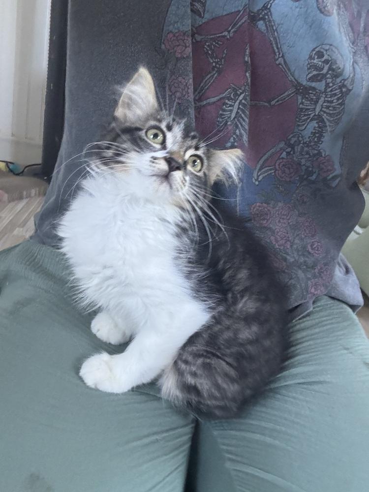 TARYN, Baby Female Domestic Long Hair