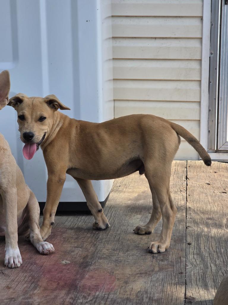 Brownie, Adoptable, Puppy Male Pit Bull Terrier & Mixed Breed.
