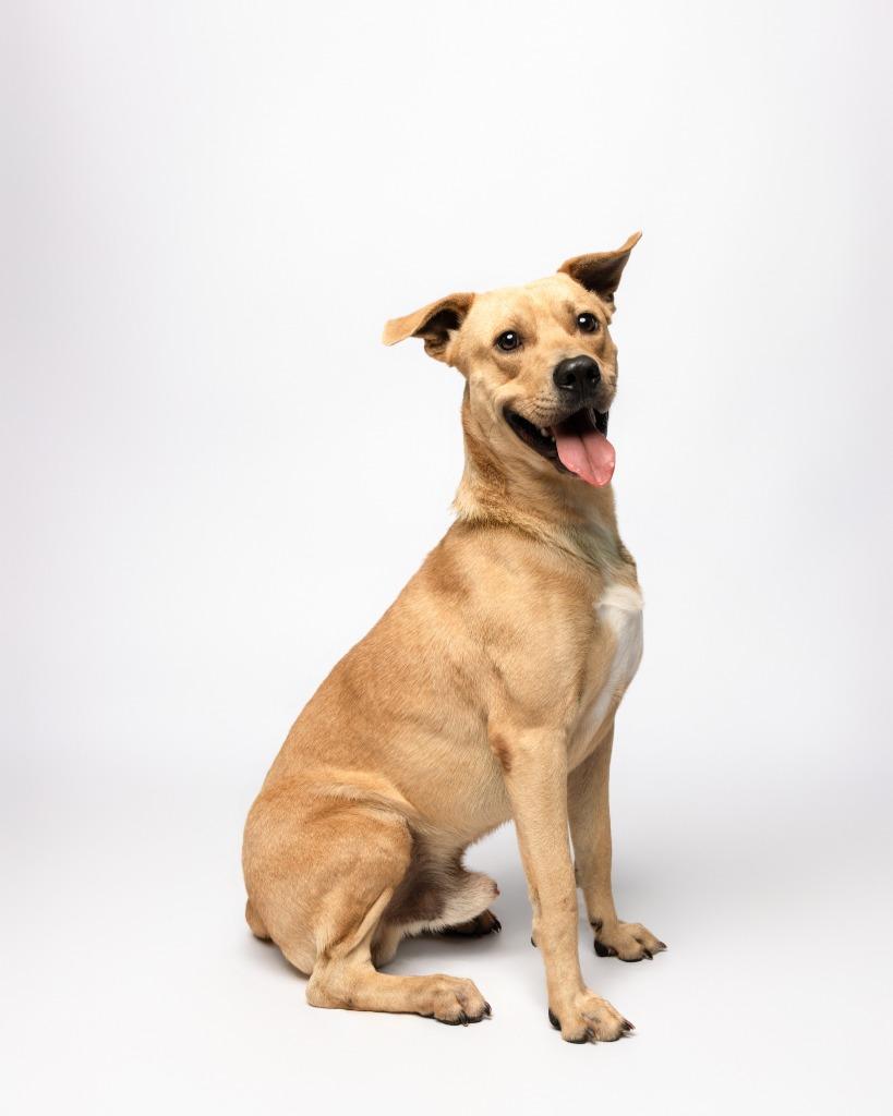Brownie, a Adoptable mixed breed in Rockport, TX image 2/6