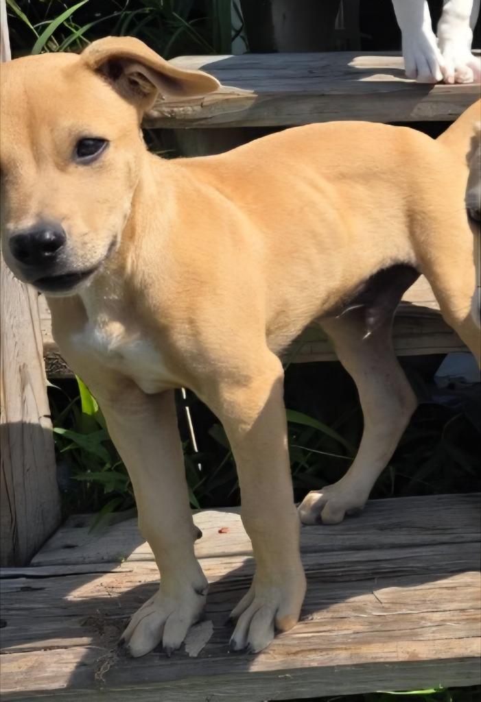 Brownie, a Adoptable mixed breed in Rockport, TX image 3/6