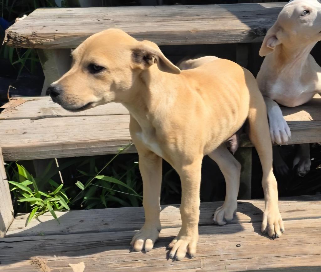 Brownie, a Adoptable mixed breed in Rockport, TX image 5/6