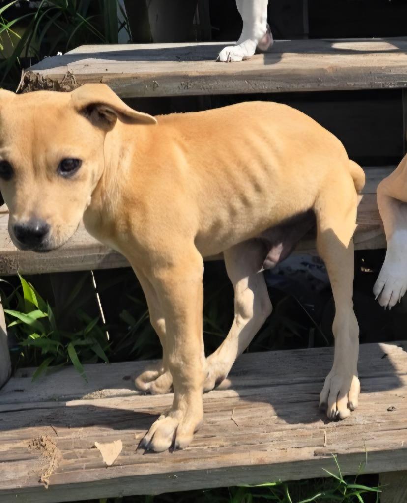 Brownie, a Adoptable mixed breed in Rockport, TX image 6/6