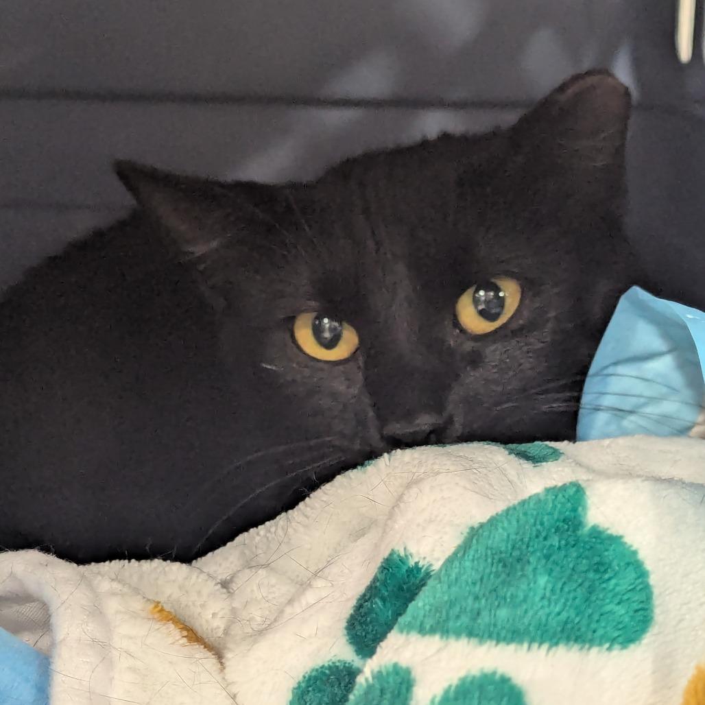 Kitami, Adoptable, Young Female Domestic Short Hair.