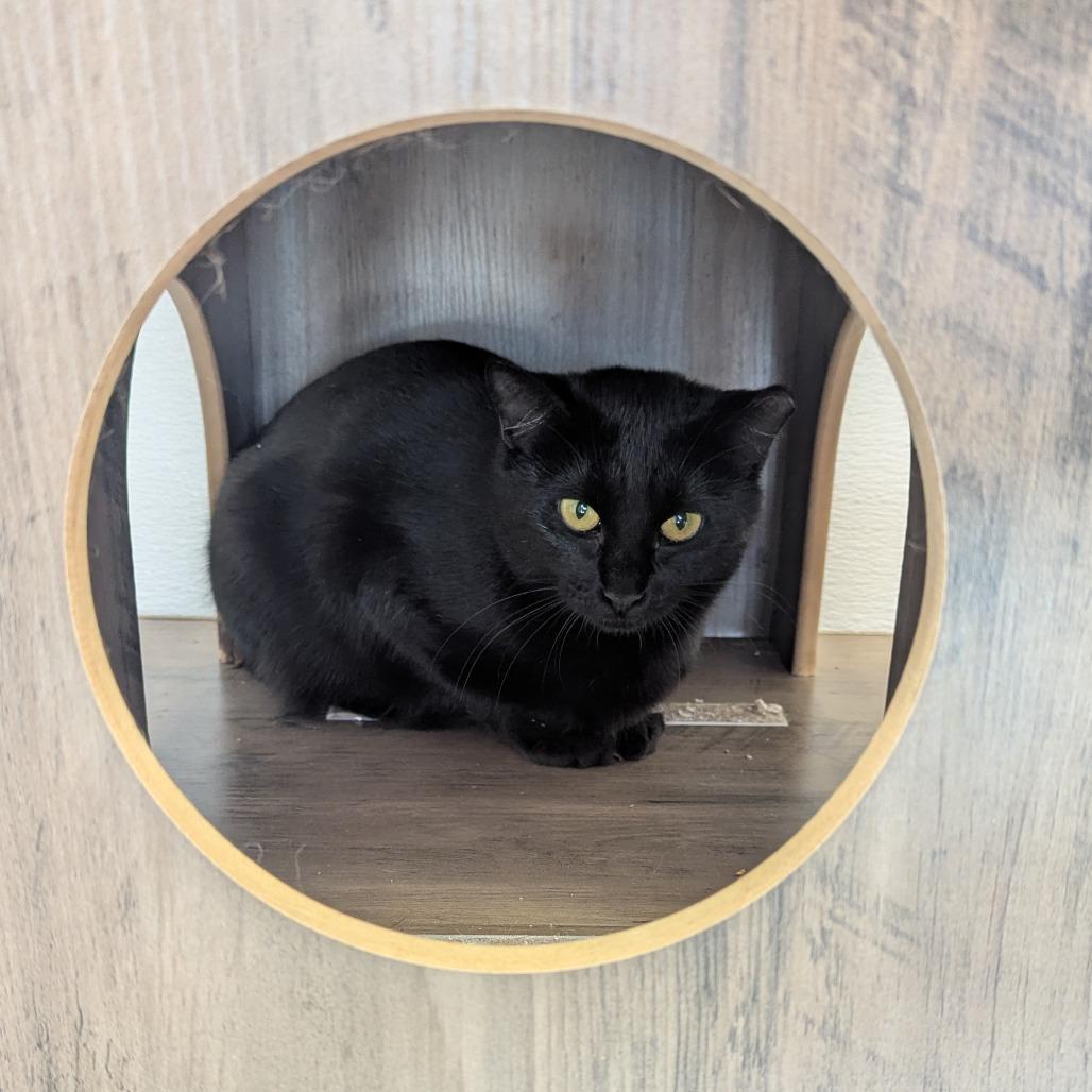 Enlarge Kitami, a Adoptable Domestic Short Hair in Salt Lake City, UT image 2/4